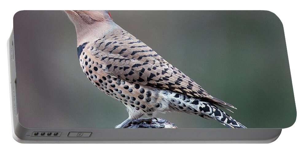 Northern Flicker Woodpecker Portable Battery Charger featuring the photograph Northern Flicker Woodpecker #2 by Diane Giurco