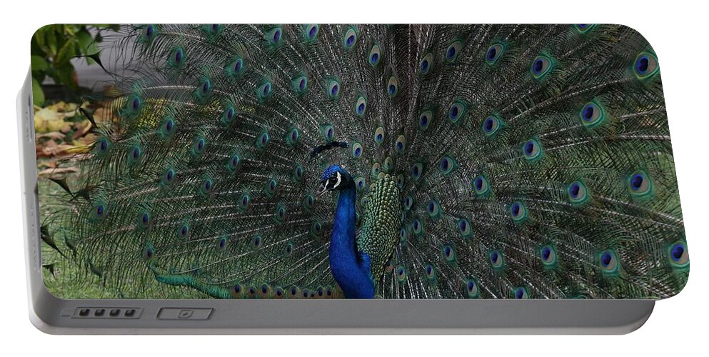 Indian Peafowl Portable Battery Charger featuring the photograph Peacock Fanning Tail by Mingming Jiang