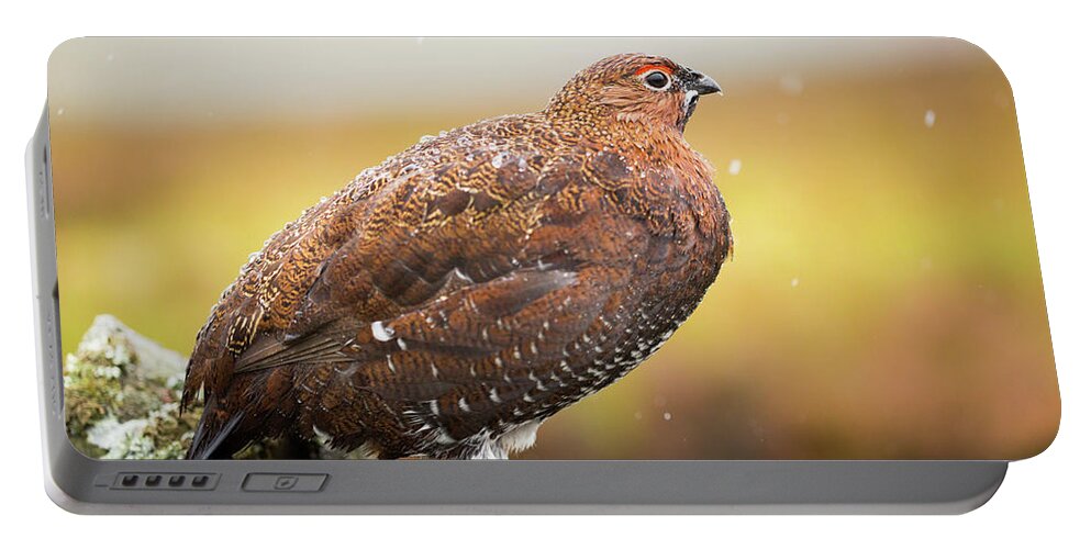Animal Portable Battery Charger featuring the photograph Red Grouse on a dry stone wall in the rain #2 by Anita Nicholson