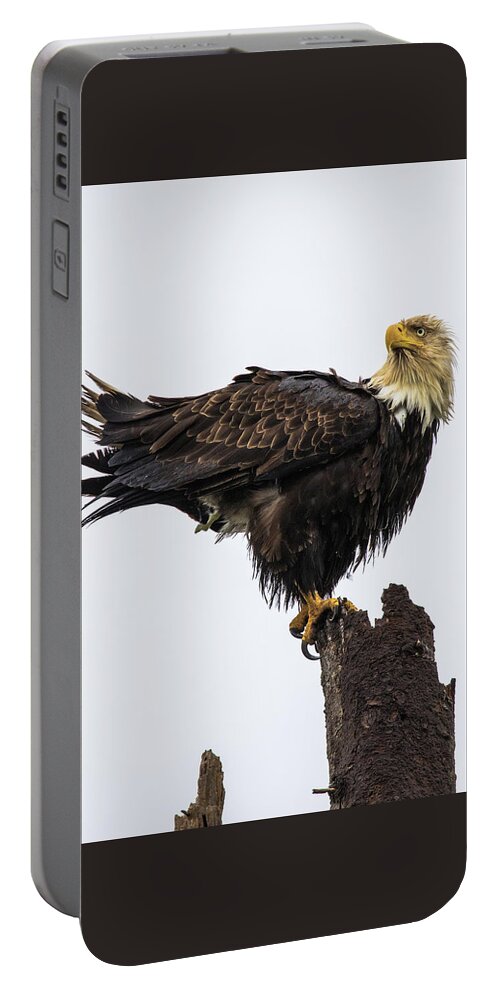 Eagle Portable Battery Charger featuring the photograph Soggy Eagle #2 by Michelle Pennell