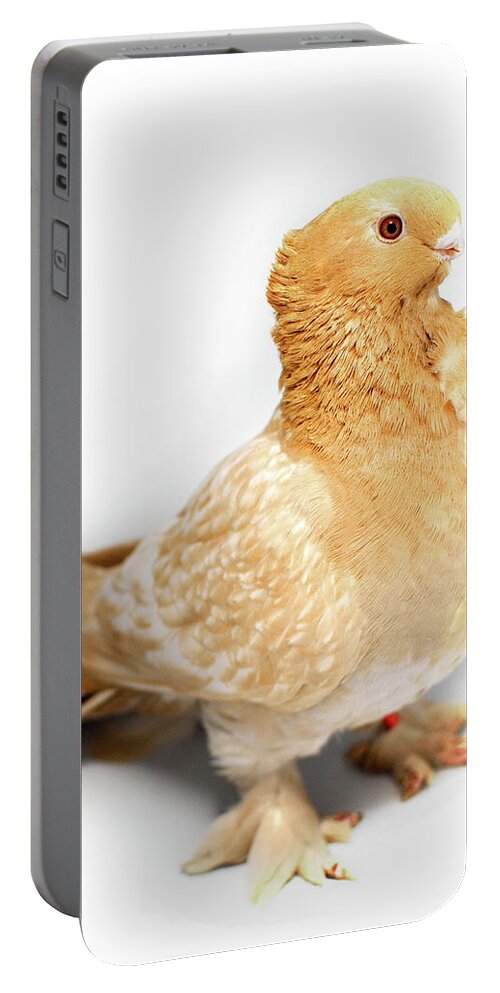 Pigeon Portable Battery Charger featuring the photograph Yellow Modern Frill Pigeon #2 by Nathan Abbott