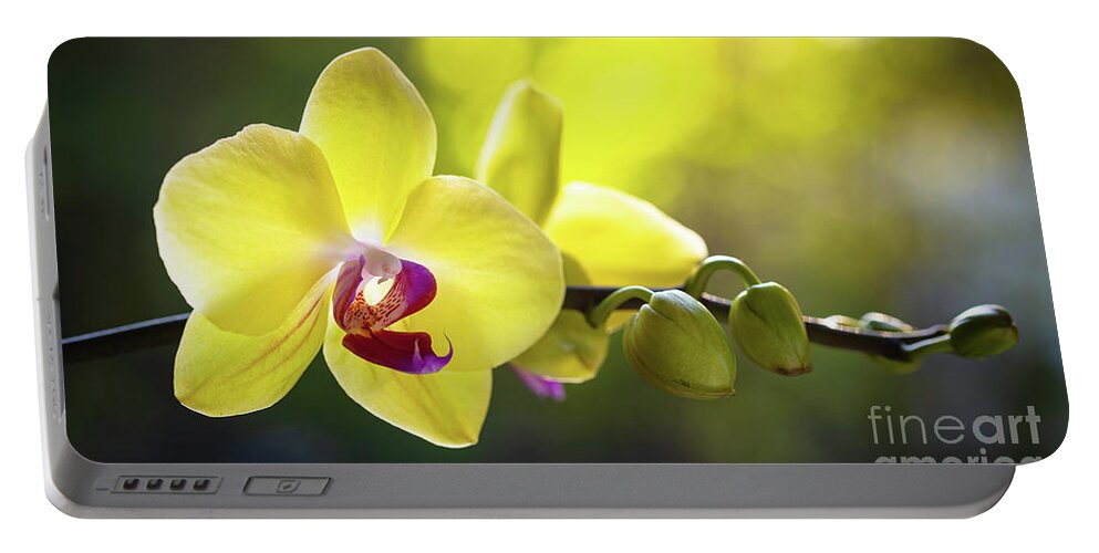 Background Portable Battery Charger featuring the photograph Yellow Orchid Flower #2 by Raul Rodriguez