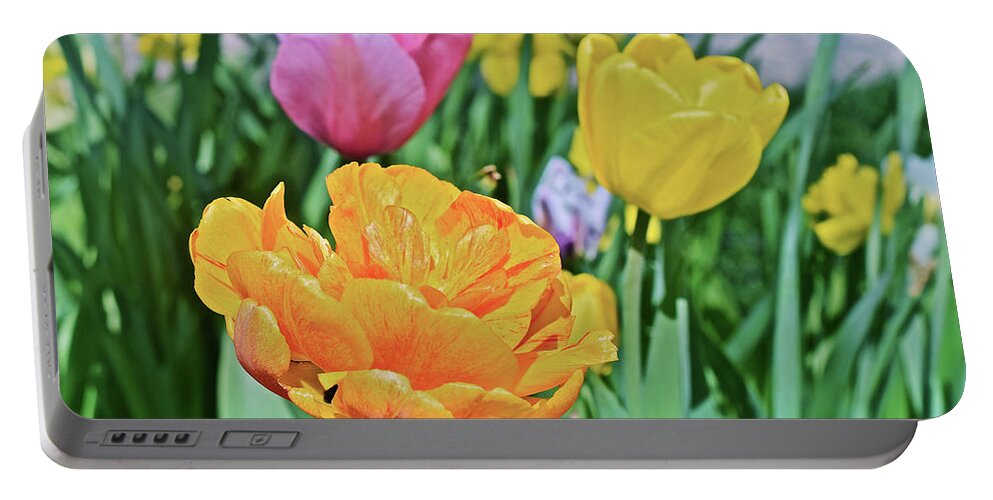 Tulips Portable Battery Charger featuring the photograph 2020 Acewood Tulips Front Lawn by Janis Senungetuk