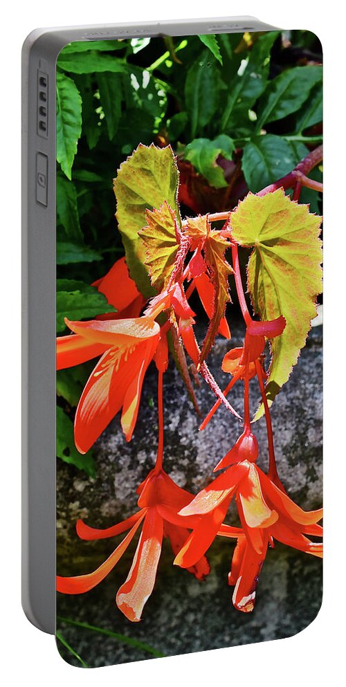 Begonia Portable Battery Charger featuring the photograph 2020 Mid June Garden Welcome by Janis Senungetuk