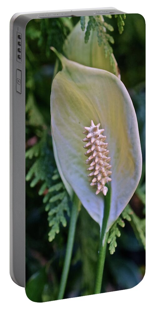 Lily Portable Battery Charger featuring the photograph 2020 Peace Lily by Janis Senungetuk