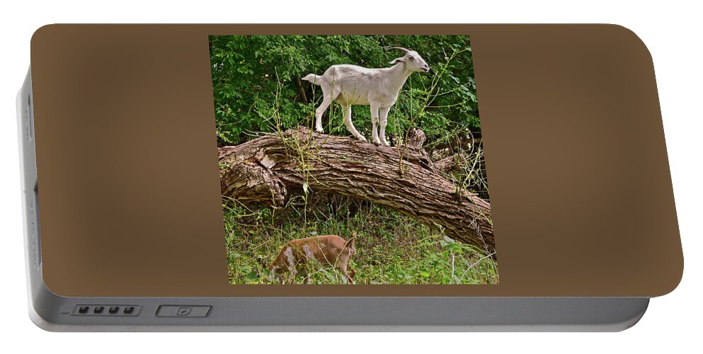 Goat Portable Battery Charger featuring the photograph 2021 Backyard Goats 3 by Janis Senungetuk