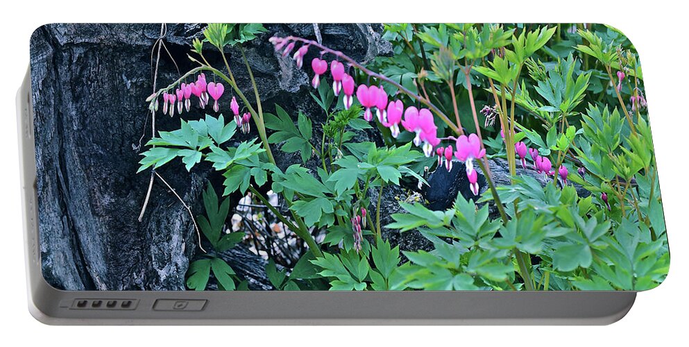 Spring Flowers Portable Battery Charger featuring the photograph 2021Late April Bleeding Hearts 1 by Janis Senungetuk