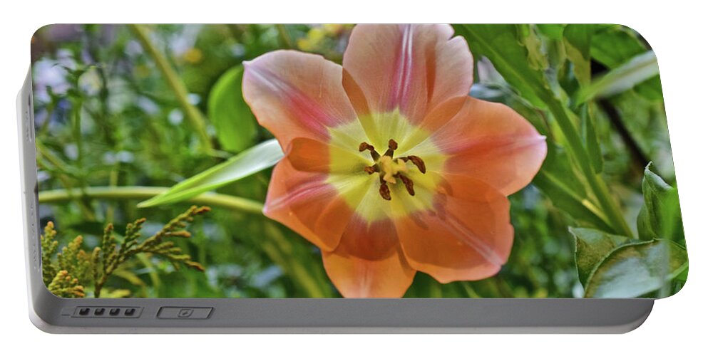 Spring Flowers Portable Battery Charger featuring the photograph 2023 Spring Show Orange Tulip by Janis Senungetuk