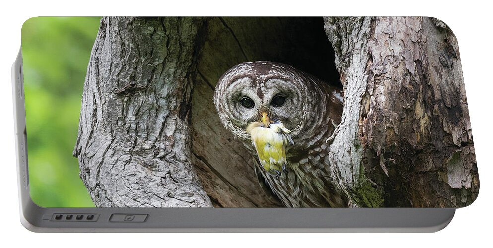 Baby Barred Owls Portable Battery Charger featuring the photograph Shades of Emotions - Nature Always Wins by Puttaswamy Ravishankar