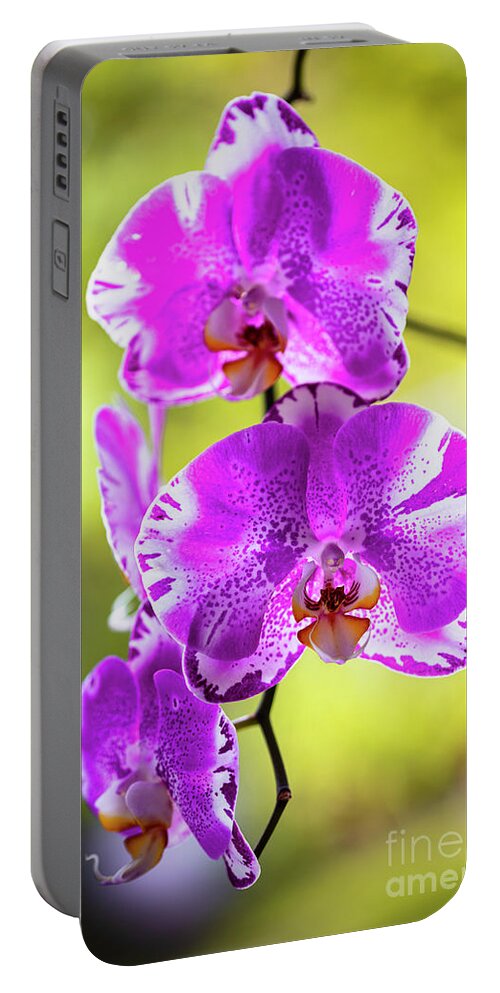 Background Portable Battery Charger featuring the photograph Purple Orchid Flowers #25 by Raul Rodriguez