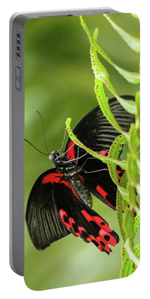 Butterflyconservatory Portable Battery Charger featuring the photograph Butterfly red markings on black #3 by SAURAVphoto Online Store