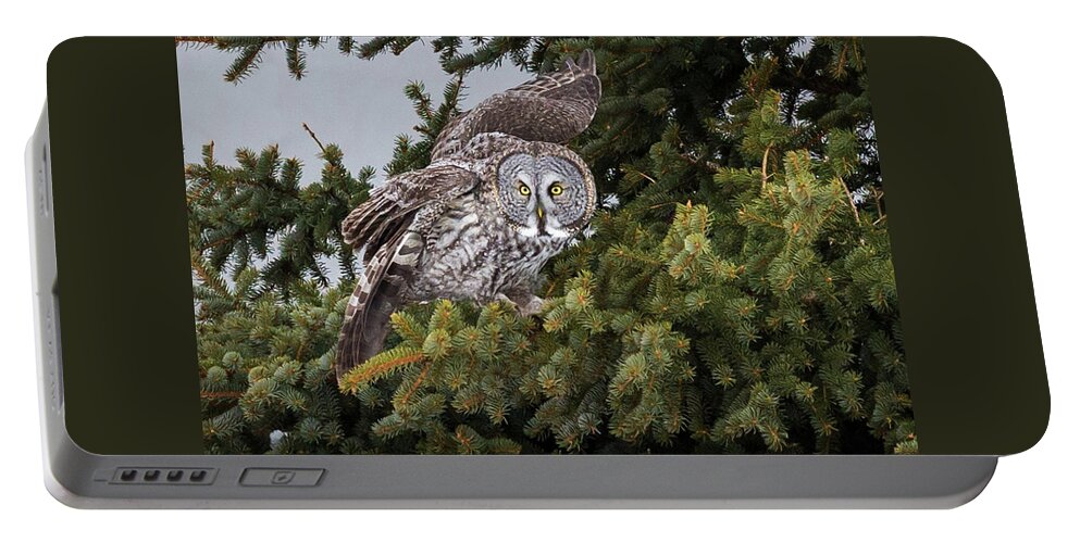 Sax Zim Bog Portable Battery Charger featuring the photograph Great Gray Owl #3 by Paul Schultz