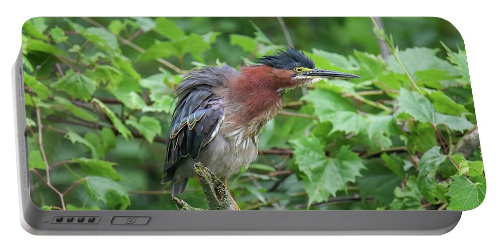 Green Heron Portable Battery Charger featuring the photograph Green Heron #3 by Brook Burling