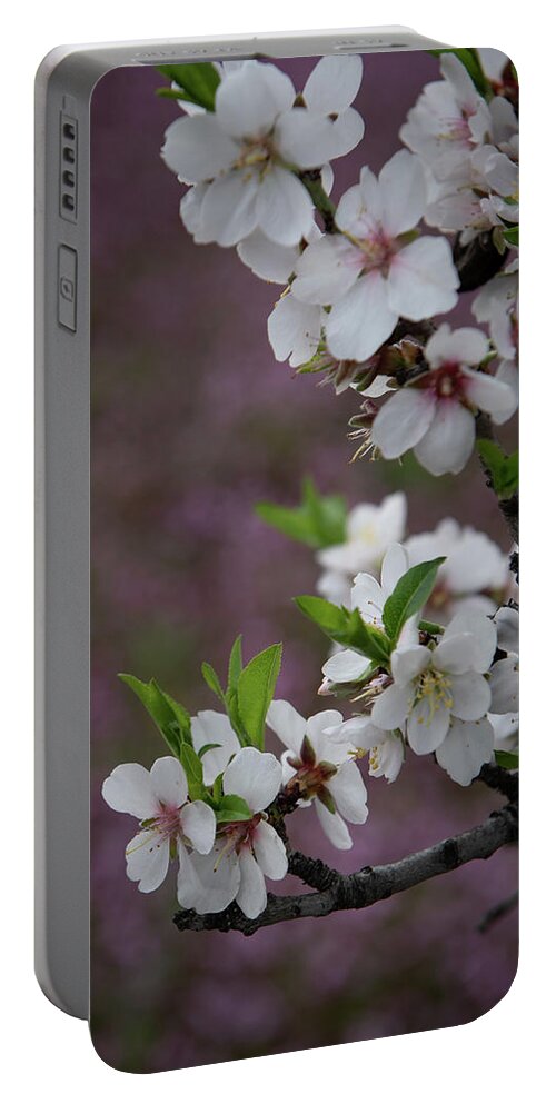 Flowers Portable Battery Charger featuring the photograph Plum white blooming blossom flowers in early spring. Springtime beauty #3 by Michalakis Ppalis