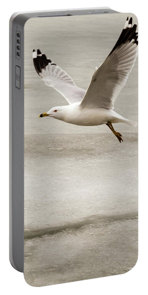 Larus Portable Battery Charger featuring the photograph Ring-billed Gull in flight #3 by SAURAVphoto Online Store