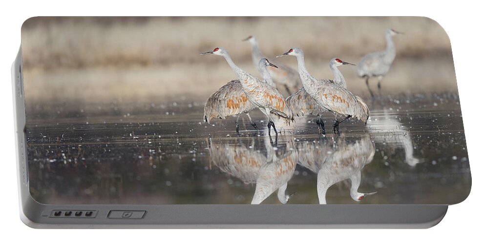 Sandhill Crane Portable Battery Charger featuring the photograph Reflections of Feathers - New Mexico by Puttaswamy Ravishankar