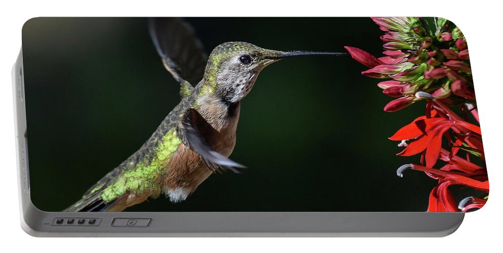 Hummingbird-bright Red Lobelia- Images Of Birds- Photographer Rae Ann M. Garrett- Photographs Of Broadtails- Portable Battery Charger featuring the photograph 334 by Rae Ann M Garrett