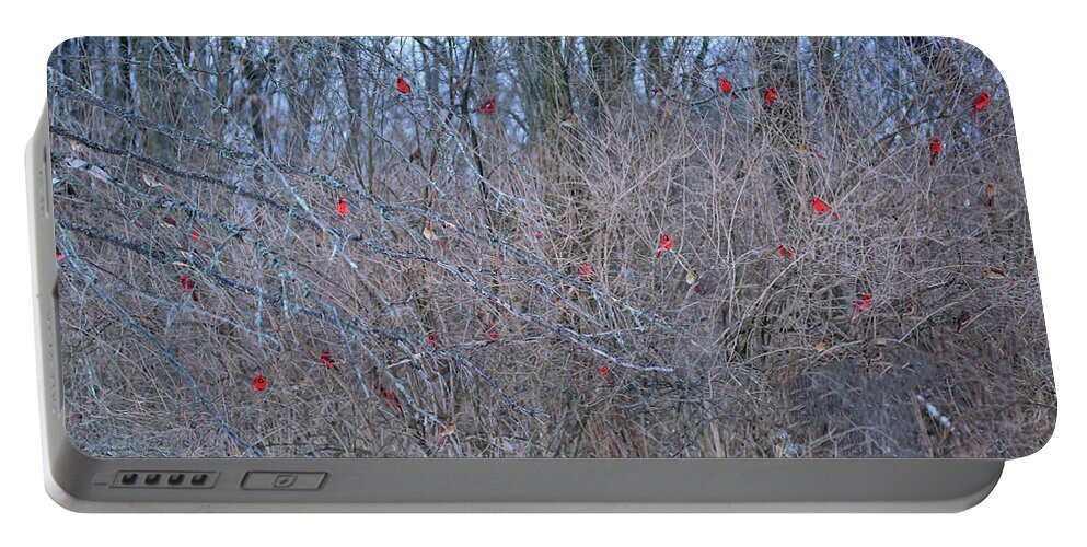 Cardinals Portable Battery Charger featuring the photograph Cardinals Galore #35 by PJQandFriends Photography