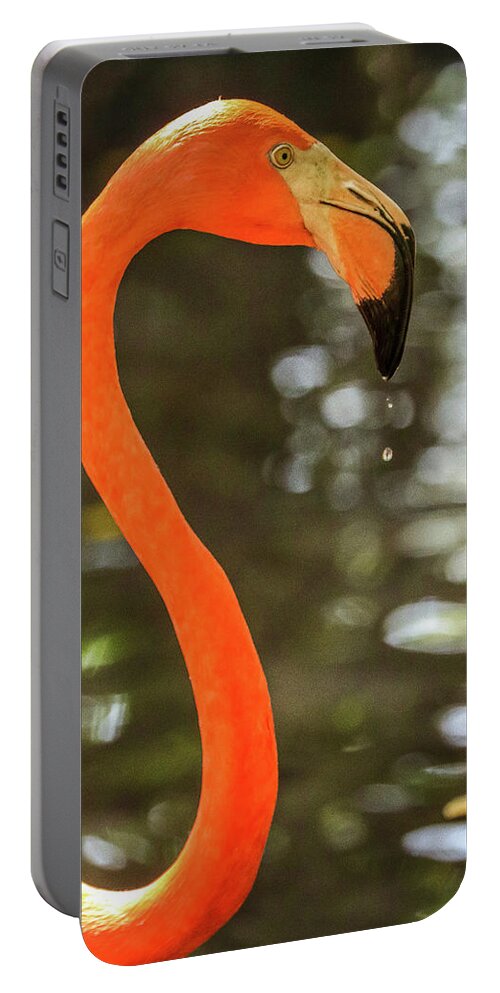 Flamingos Cartagena Colombia Portable Battery Charger featuring the photograph Flamingos Cartagena Colombia #39 by Paul James Bannerman
