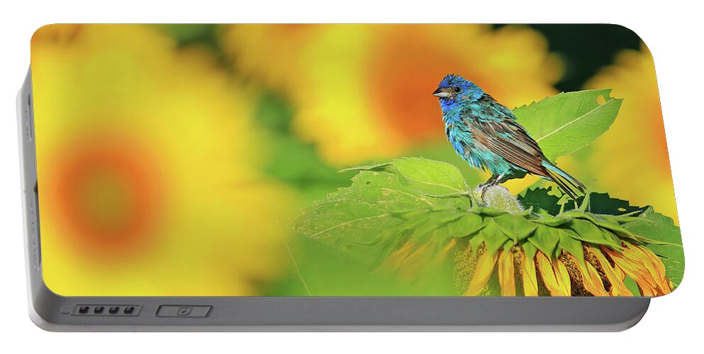 Indigo Bunting Portable Battery Charger featuring the photograph An Indigo Bunting Perched on a Sunflower #4 by Shixing Wen