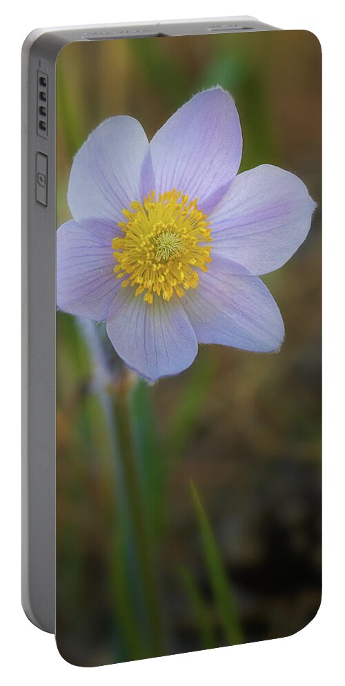 Pasque Flower Portable Battery Charger featuring the photograph Pasque Flower #4 by Bob Falcone