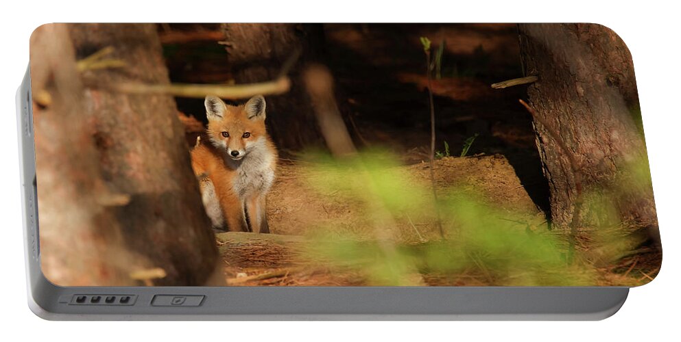 Red Fox Portable Battery Charger featuring the photograph Red Fox #5 by Brook Burling
