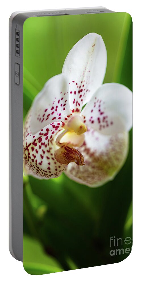 Background Portable Battery Charger featuring the photograph Spotted Orchid Flower #4 by Raul Rodriguez