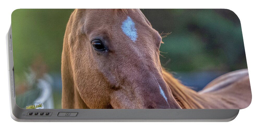 Airey Portable Battery Charger featuring the photograph Autumn Horses of Uxbridge #5 by Dee Potter