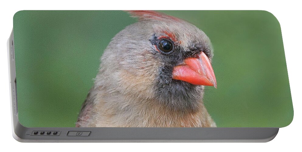 Female Cardinal Portable Battery Charger featuring the photograph Female Cardinal #7 by Diane Giurco