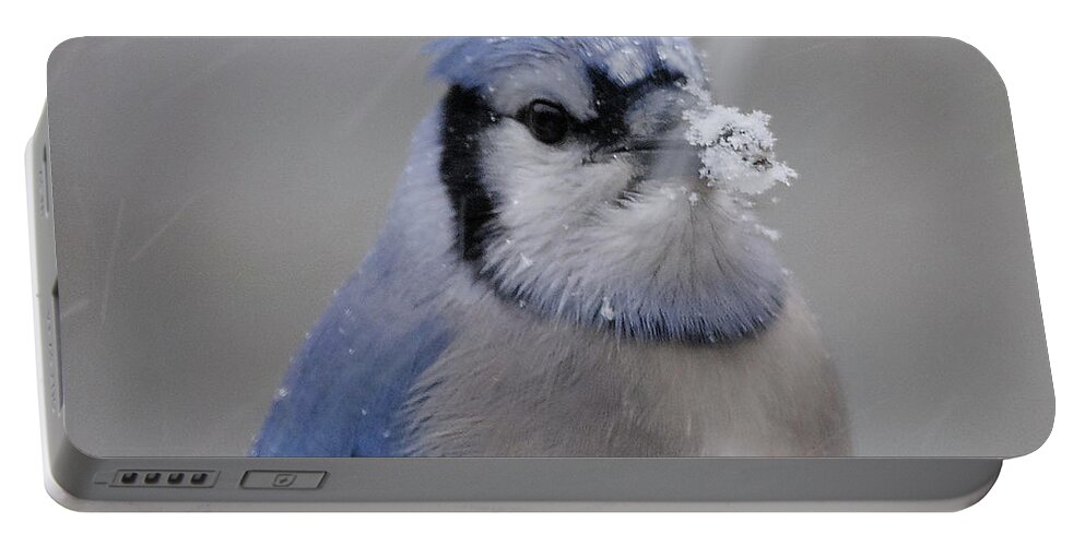 Winter Blue Jay Portable Battery Charger featuring the photograph Winter Blue Jay #8 by Diane Giurco