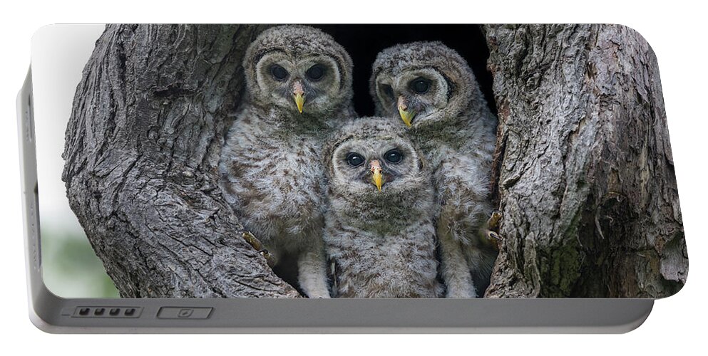 Baby Barred Owls Portable Battery Charger featuring the photograph Adorable Siblings by Puttaswamy Ravishankar