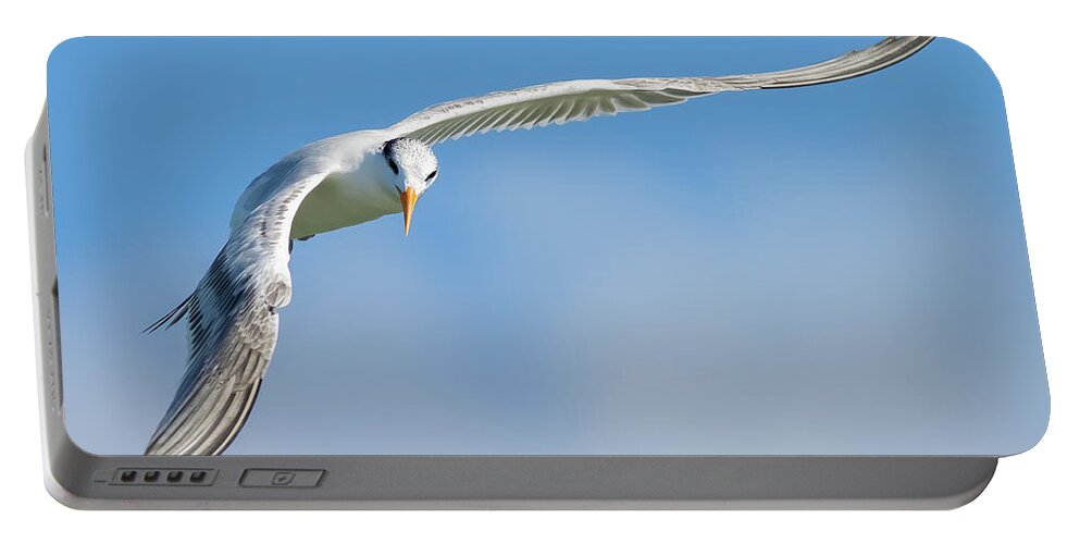Royal Tern Portable Battery Charger featuring the photograph A Banked Turn by RD Allen