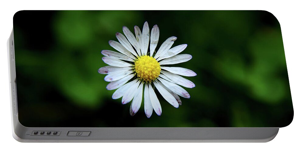 Bellis Perennis Portable Battery Charger featuring the photograph Beautiful Bellis Perennis in grass by Vaclav Sonnek