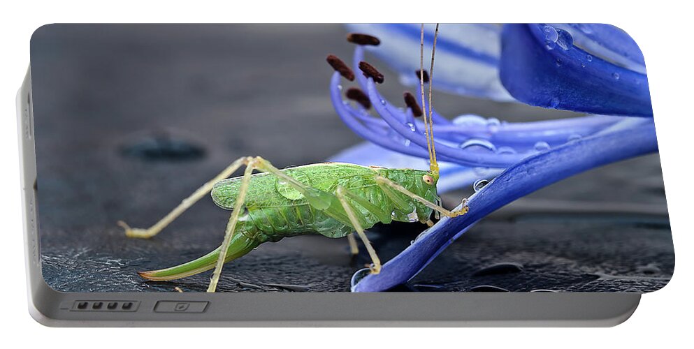 Beauty Beast Cricket Agapanthus Flower Insect Green Drinking Feeding Blue Action Macro Close Up Delightful Nature Beautiful Fantastic Magical Poetic Colorful Vivid Bright Humor Funny Fun Bizarre Thirsty Water Drops Climbing Climber Dew Portable Battery Charger featuring the photograph A BEAUTY AND A BEAST- the climber by Tatiana Bogracheva