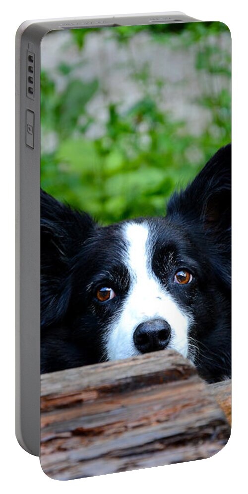 Dog Portable Battery Charger featuring the photograph A border collie is waiting for a task. by Bernhard Schaffer