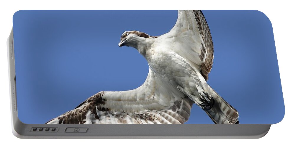 Osprey Portable Battery Charger featuring the photograph A Close-Up of Osprey by Mingming Jiang