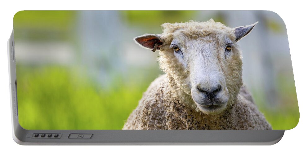 Sheep Portable Battery Charger featuring the photograph A Colonial Williamsburg Ewe by Rachel Morrison