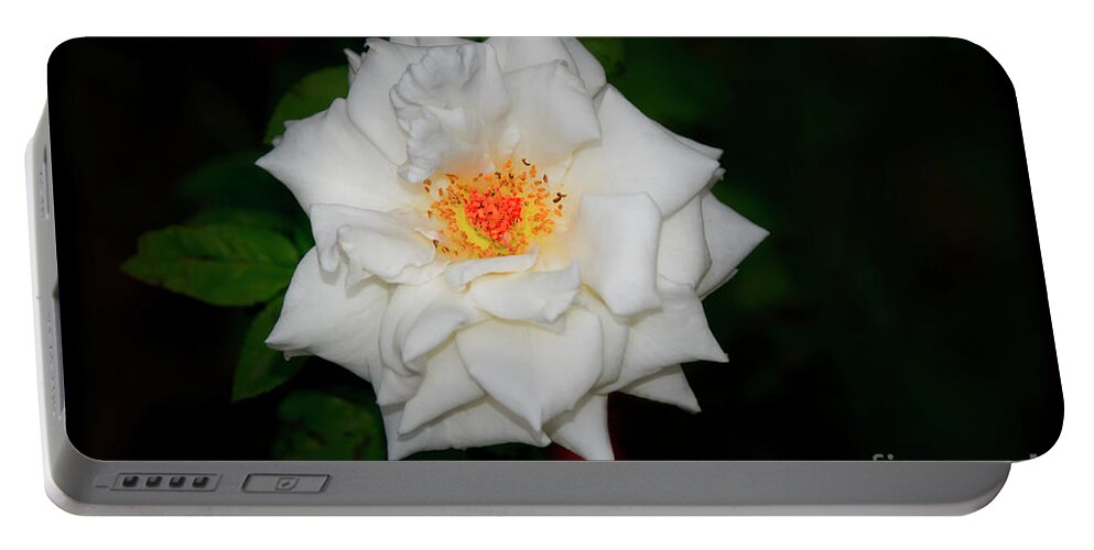 2163e Portable Battery Charger featuring the photograph A Different White Rose by Al Bourassa