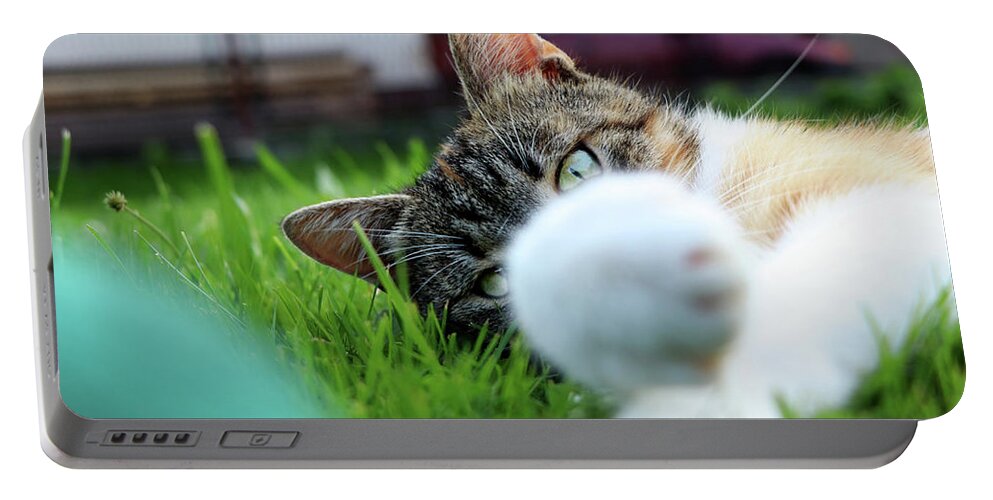 Golden Hour Portable Battery Charger featuring the photograph Cat head looking from behind her paws and look right to camera. by Vaclav Sonnek