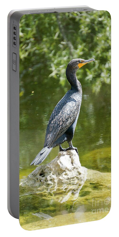 Big Cypress National Preserve Portable Battery Charger featuring the photograph A double-crested cormorant rests on a rock in the Florida Evergl by William Kuta