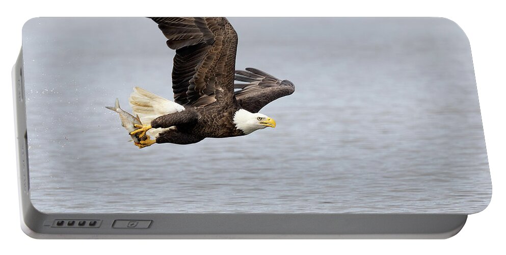Eagle Portable Battery Charger featuring the photograph A Fish Flier by Art Cole
