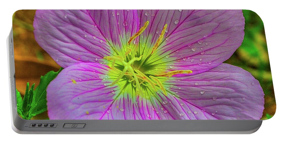 Flower Portable Battery Charger featuring the photograph Showy Evening Primrose of Texas by James C Richardson