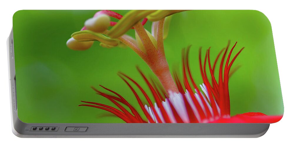 Stamen Portable Battery Charger featuring the photograph A Flower's Eyelashes by Debra Kewley