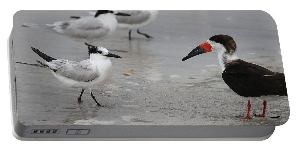 Terns Portable Battery Charger featuring the photograph A Friendly Encounter by Mingming Jiang