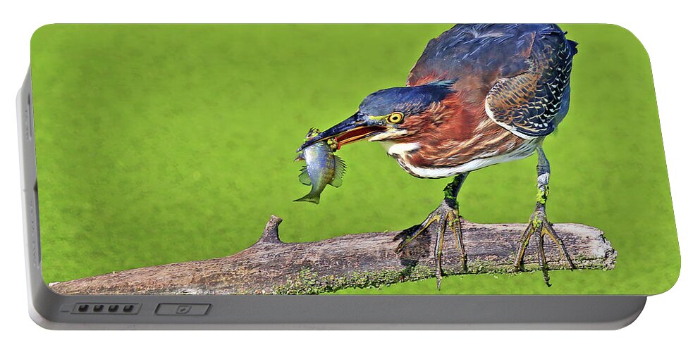 Green Heron Portable Battery Charger featuring the photograph A Green Heron Caught a Perch by Shixing Wen