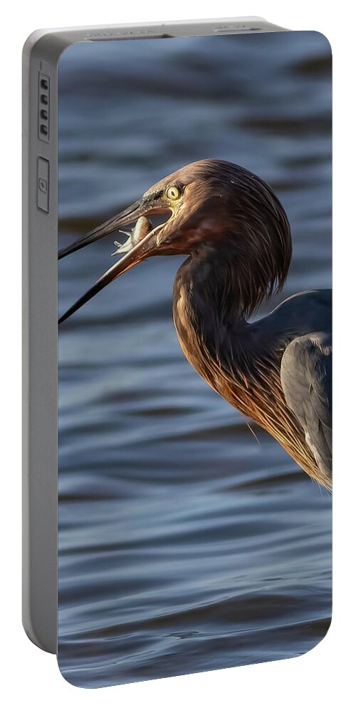 Reddish Egret Portable Battery Charger featuring the photograph A Little Bite by RD Allen