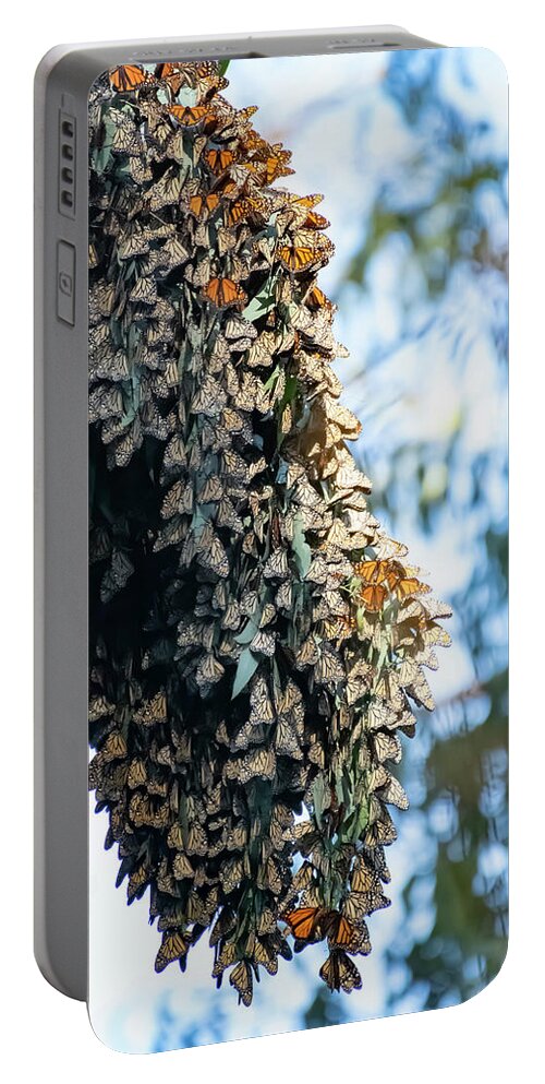 Monarch Portable Battery Charger featuring the photograph A Lone Monarch Taking a short flight away from The Cluster - Santa Cruz Natural Bridge State Park by Amazing Action Photo Video