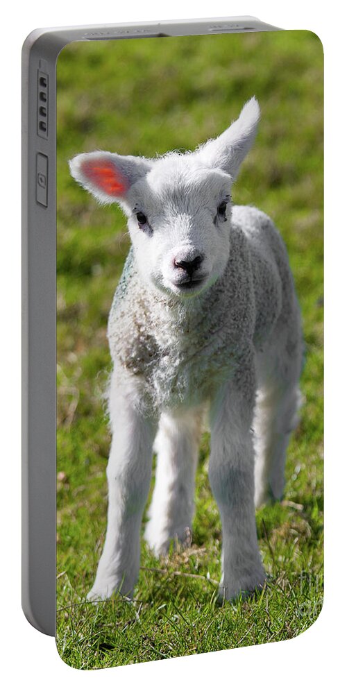 Uk Portable Battery Charger featuring the photograph A Newborn Lamb, Carleton-In-Craven by Tom Holmes Photography