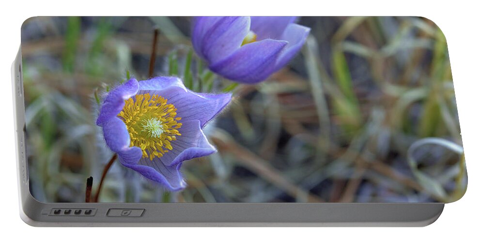 Pasque Flowers Portable Battery Charger featuring the photograph A Pair of Pasque Flowers by Bob Falcone