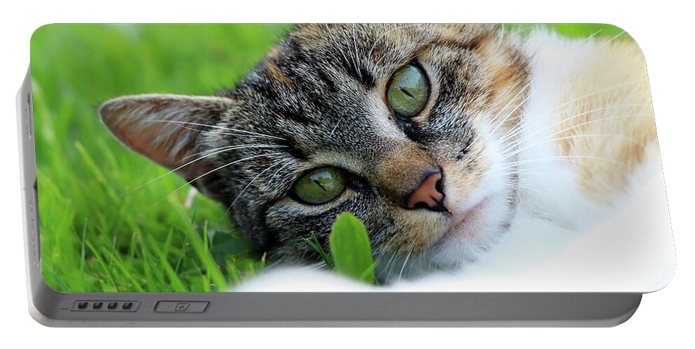Golden Hour Portable Battery Charger featuring the photograph A part of body of domestic cat lying in grass and looking on camera in right moment by Vaclav Sonnek